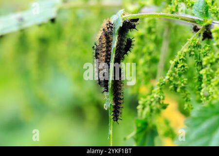 Gros plan de la chenille papillon de la carte, araschnia levana, dans une forêt. Banque D'Images