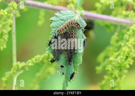 Gros plan de la chenille papillon de la carte, araschnia levana, dans une forêt. Banque D'Images