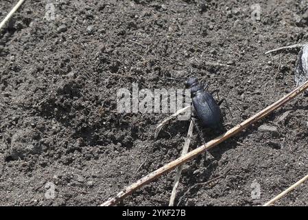 Coléoptère tigre boréal à longues lèvres (Cicindela longilabris) Banque D'Images