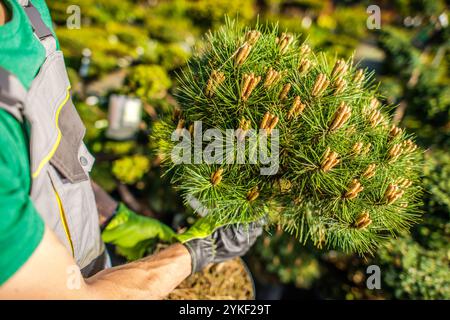 Un jardinier nourrit de jeunes pins dans une pépinière animée, en se concentrant sur leur croissance saine pendant une journée ensoleillée de printemps. Banque D'Images