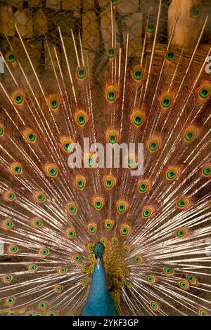 Un majestueux paon étale ses plumes de queue saisissantes, mettant en valeur un spectre de couleurs irisées sur fond rustique à Mizata, au Salvador Banque D'Images