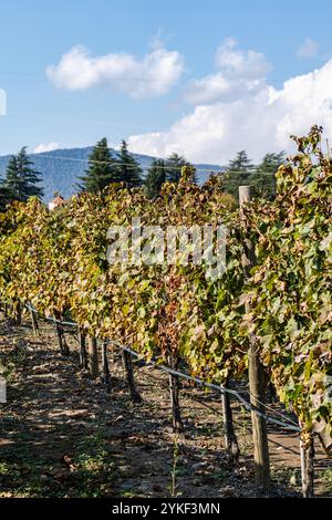 Les rangées de vignobles ensoleillées à Kakheti, en Géorgie, présentent des vignes luxuriantes sur fond montagneux cette scène pittoresque met en valeur le vin renommé Banque D'Images