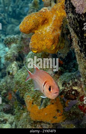 Myripristis jacobus, également connu sous le nom de poisson-soldat Blackbar, nageant près d'une éponge de mer vibrante sur les récifs coralliens de Bonaire. Banque D'Images