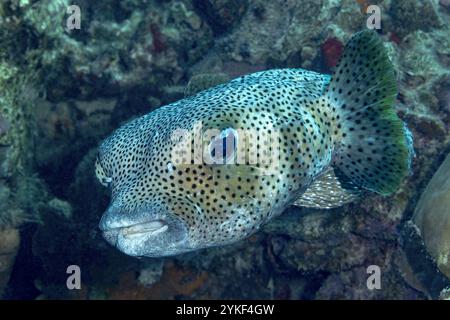 Une vue détaillée d'un porc-épic tacheté, Diodon hystrix, nageant dans l'habitat naturel du récif corallien de Bonaire. Banque D'Images