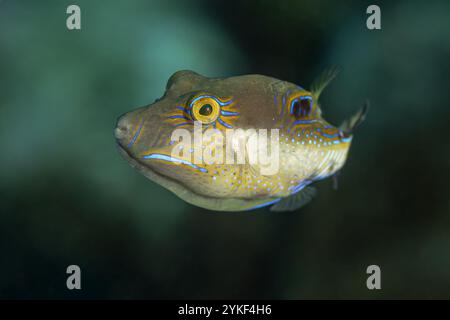 Une rostrata de Canthigaster, également connue sous le nom de Puffer à nez pointu, nage au-dessus du fond marin sablonneux du monde sous-marin de Bonaire. Banque D'Images