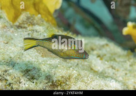 Une rostrata de Canthigaster, également connue sous le nom de Puffer à nez pointu, nage au-dessus du fond marin sablonneux du monde sous-marin de Bonaire. Banque D'Images