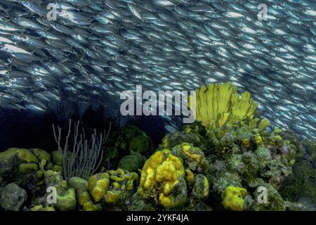 Dense agrégation de Jack Mackerel ou Trachurus murphyi nageant au-dessus du récif corallien vibrant dans les eaux claires de Bonaire, mettant en valeur la biodiversité marine. Banque D'Images