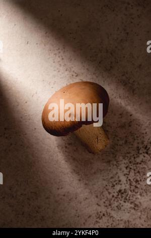 Un seul champignon à coiffe brune se tient bien en évidence, éclairé par un doux faisceau de soleil sur un fond ombragé et texturé Banque D'Images