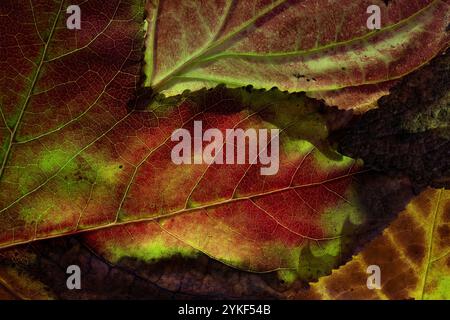 Une image détaillée en gros plan mettant en valeur les textures riches et les couleurs vives des feuilles d'automne, allant des rouges profonds aux verts vifs Banque D'Images