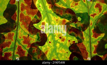 Cette image capture les détails exquis et les couleurs vibrantes des feuilles d'automne illuminées par la lumière du soleil Banque D'Images
