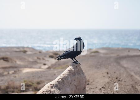 Un corbeau solitaire perche sur un rocher avec le vaste océan et le terrain accidenté de Fuerteventura, en Espagne, visible dans le fond flou, créant un se Banque D'Images