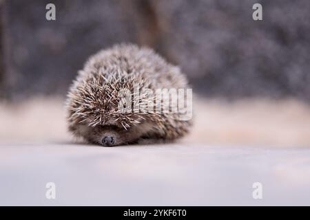 Un petit hérisson adorable enroulé sur une surface grise douce avec un fond flou, mettant en valeur ses épines pointues et son visage minuscule Banque D'Images