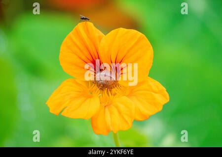 La fleur de nasturtium jaune vif, Tropaeolum majus, est capturée en gros plan sur un fond vert flou, montrant ses pétales uniques an Banque D'Images