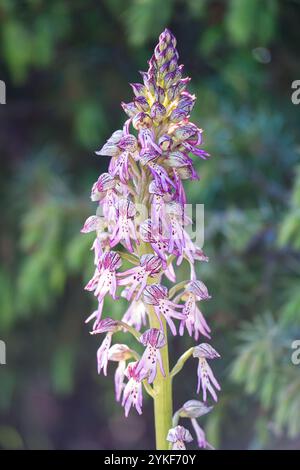 Un gros plan vibrant d'Orchis simia, également connu sous le nom d'orchidée singe, affichant des motifs complexes roses et blancs sur un fond vert flou, Banque D'Images