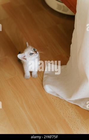 Un petit chaton blanc aux yeux bleus frappants et à la fourrure délicate regarde curieusement à côté d'un tissu blanc, au-dessus d'un parquet dans une pièce chaleureusement éclairée Banque D'Images