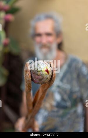 Un homme âgé barbu tenant un fruit de poire épineuse à l'aide d'un long outil de récolte en bois, montrant le processus de cueillette et de nettoyage en toute sécurité du spi Banque D'Images