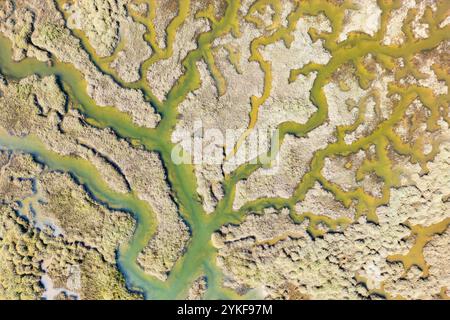 Un cliché aérien capturant les motifs complexes des canaux sinueux de la rivière alors qu'ils serpentent à travers un marais luxuriant du sud, révélant la dynamique et la Banque D'Images