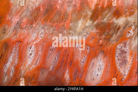 Macrophotographie montre les détails complexes du bois pétrifié de l'Arizona, le fossile de l'État, révélant des motifs d'un conifère du Trias éteint. Banque D'Images