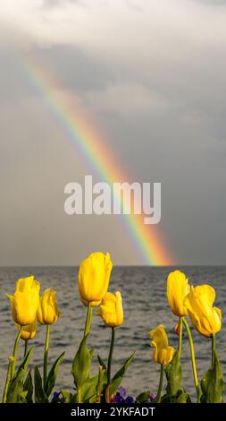 Vue imprenable sur un arc-en-ciel qui surplombe le lac Léman avec des tulipes jaunes vibrantes au premier plan, capturée à Morges, en Suisse Banque D'Images