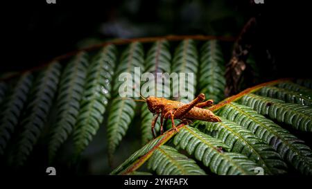 Gros plan captivant d'une sauterelle vibrante, Acrididae sp, perchée sur une fougère verte dans la forêt amazonienne péruvienne, les couleurs vives de l'insecte contrastent Banque D'Images