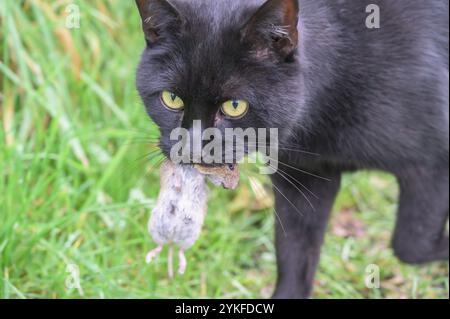 Chat noir domestique avec une souris qu'il a attrapé Banque D'Images