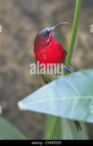 Cramoisi Sunbird, (Aethopyga siparaja), mâle perché sur une plante, Uttarakhand, Inde. Banque D'Images