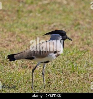 Ondulations de rivière (Vanellus duvaucelii) sur une pelouse herbeuse près de la rivière Kosi, Uttarakhand, Inde. La faune aviaire a élevé cette espèce à presque menacée. Banque D'Images