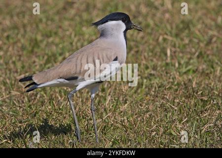 Ondulations de rivière (Vanellus duvaucelii) sur une pelouse herbeuse près de la rivière Kosi, Uttarakhand, Inde. La faune aviaire a élevé cette espèce à presque menacée. Banque D'Images