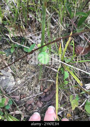Tresses pour dames Great Plains (Spiranthes magnicamporum) Banque D'Images