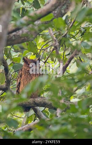 Tawny Fish Owl, (Ketupa flavipes), perchée dans un arbre pendant la journée, Uttarakhand, Inde. Banque D'Images