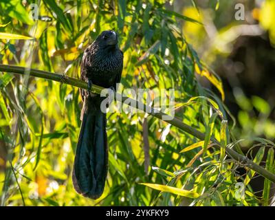 Ani à bec lisse (Crotophaga ani) assis sur un bambou le long de la rivière Amazone. La photo a été prise près de la communauté d'Anama. Banque D'Images