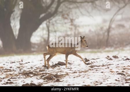 Un chevreuil marchant à travers un champ agricole enneigé un jour brumeux, hiver février, est de la Pologne Banque D'Images