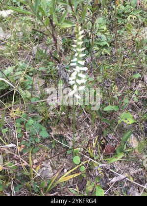 Tresses pour dames Great Plains (Spiranthes magnicamporum) Banque D'Images