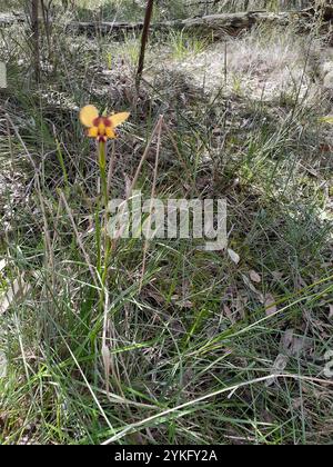 Orchidée de fleur de mur (Diuris orientis) Banque D'Images