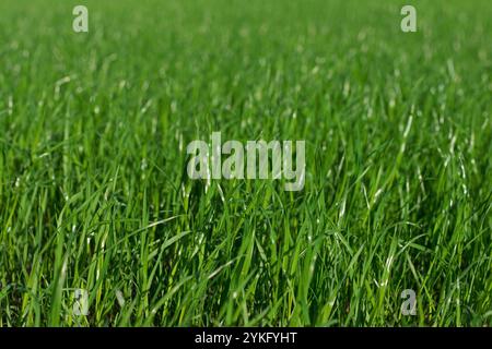 Gros plan sur une pelouse verte Banque D'Images
