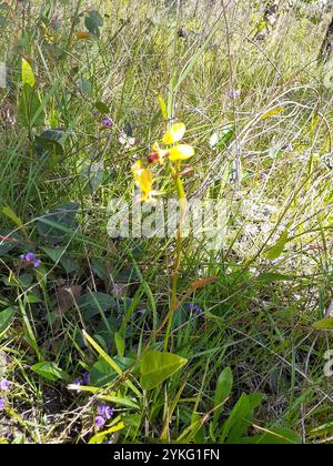 Orchidée de fleur de mur (Diuris orientis) Banque D'Images