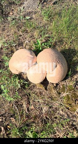 Bouffball à taches violettes (Calvatia cyathiformis) Banque D'Images