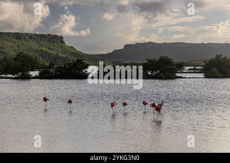 Flamants roses dans les marais salants Saliña Jan Kok, Curaçao, Kòrsou Banque D'Images