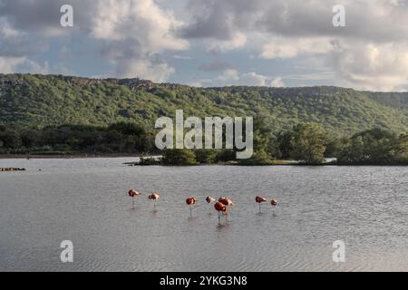 Flamants roses dans les marais salants Saliña Jan Kok, Curaçao, Kòrsou les flamants roses reposent dans les peu profonds d'un lagon de Curaçao, au milieu de collines verdoyantes. Les oiseaux, probablement se nourrissant ou se reposant, sont une belle vue contre l'eau tranquille et la toile de fond. Banque D'Images