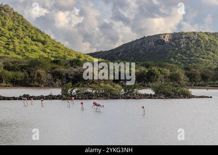 Flamants roses dans les marais salants Saliña Jan Kok, Curaçao, Kòrsou Banque D'Images