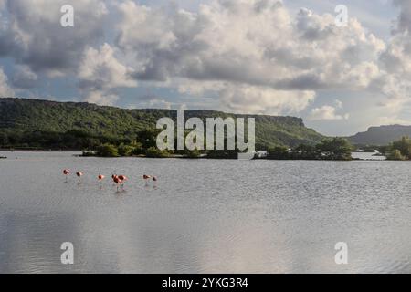 Flamants roses dans les marais salants Saliña Jan Kok, Curaçao, Kòrsou Banque D'Images