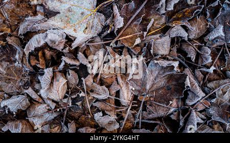 Feuilles de haies de hêtre dans des couleurs d'automne givrées sur le sol Banque D'Images