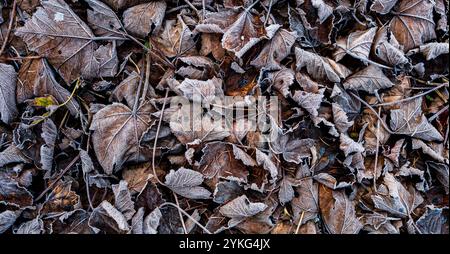 Feuilles de haies de hêtre dans des couleurs d'automne givrées sur le sol Banque D'Images