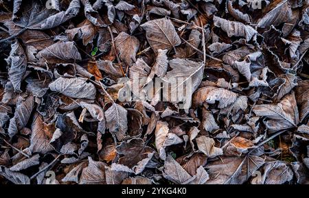 Feuilles de haies de hêtre dans des couleurs d'automne givrées sur le sol Banque D'Images