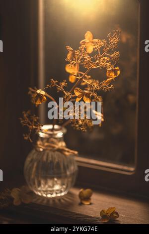 La lumière chaude du soleil illumine un vase en verre contenant des fleurs d'hortensia séchées, créant une scène automnale confortable sur un rebord de fenêtre Banque D'Images