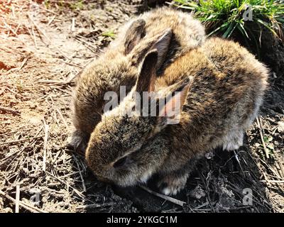Deux lapins moelleux sont nichés étroitement ensemble sur l'herbe ensoleillée et le sol, évoquant chaleur et tendresse dans un cadre naturel. La scène capture un pois Banque D'Images