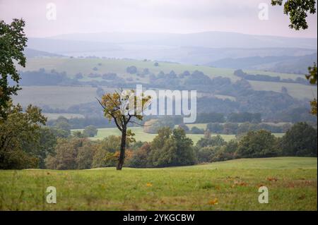 Chevreuil européen sur les prairies de contreforts des montagnes des Carpates blanches, République tchèque Banque D'Images