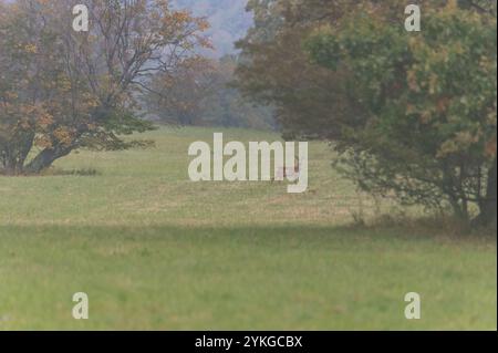 Chevreuil européen sur les prairies de contreforts des montagnes des Carpates blanches, République tchèque Banque D'Images