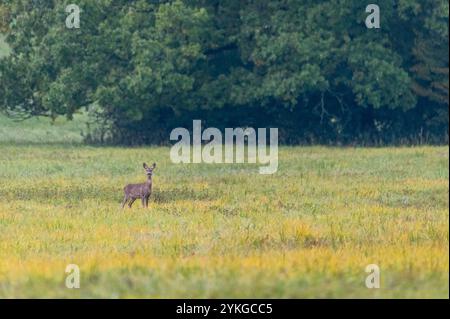 Chevreuil européen sur les prairies de contreforts des montagnes des Carpates blanches, République tchèque Banque D'Images