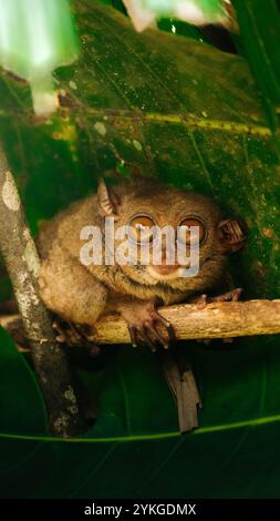 Mignon, doux et petit singe Tarsier assis dans Un arbre vert au milieu d'une forêt tropicale, regardant tout avec ses grands yeux ronds et bruns Banque D'Images